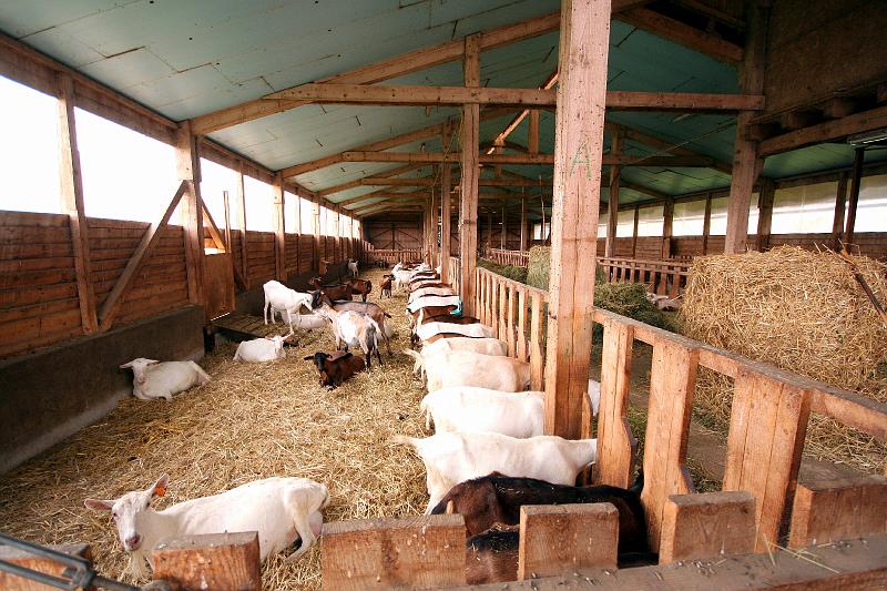 b - A la ferme (8).jpg - A la ferme - de bien belles biquettes